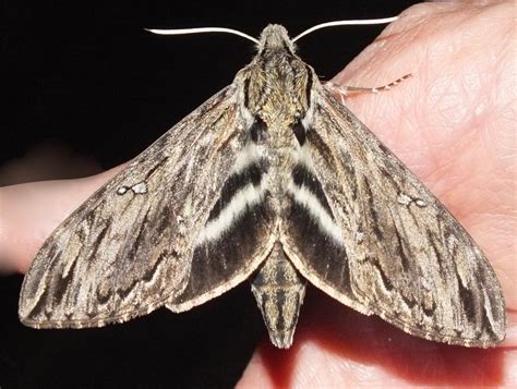 hermit moth|Hermit Moth .